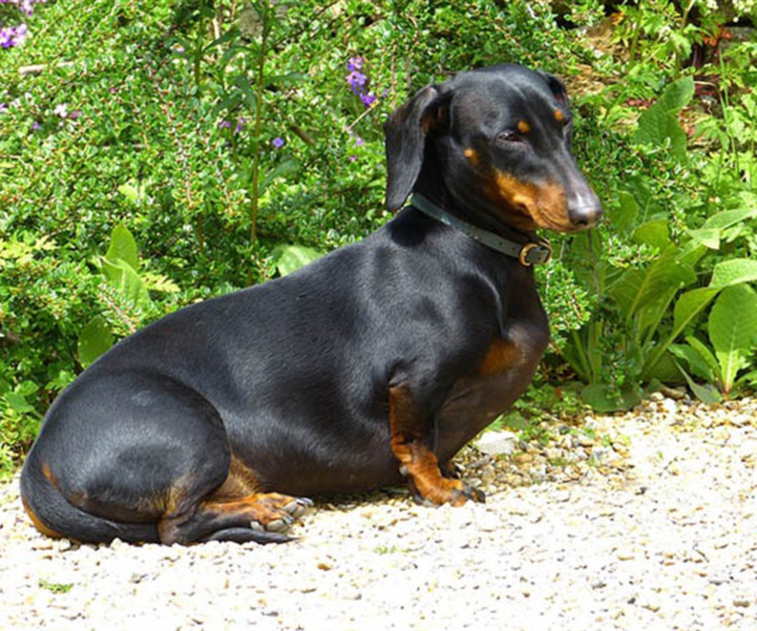 Happy Dachshund puppy