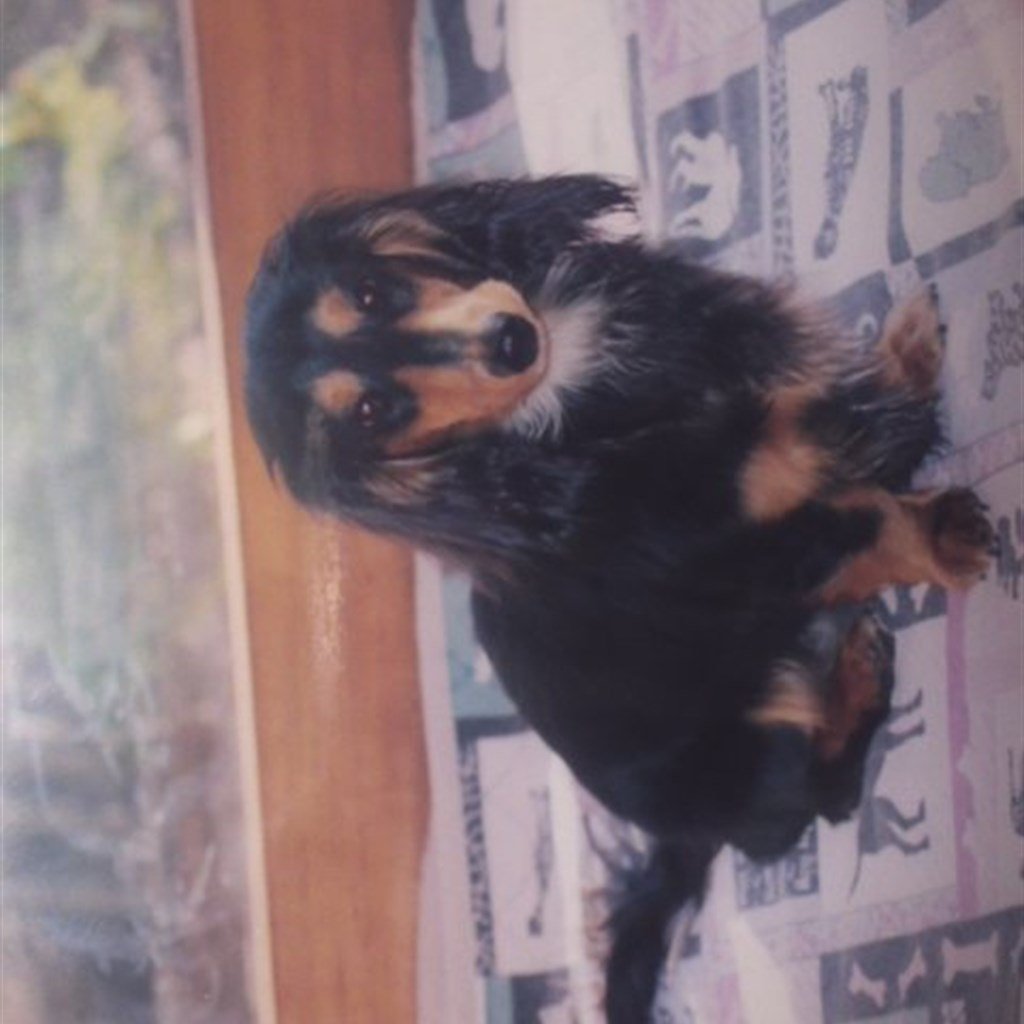 Dachshund puppy resting