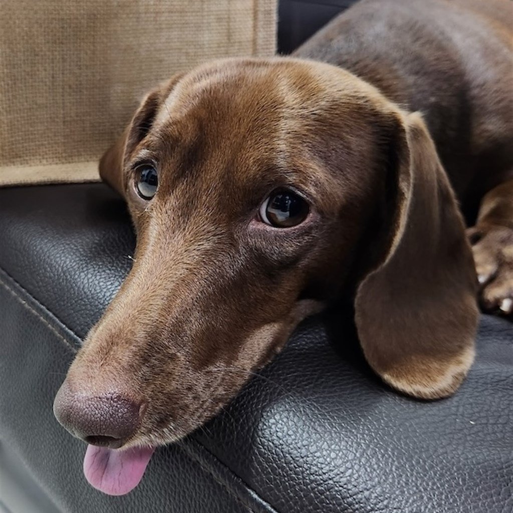 Bella Dachshund puppy