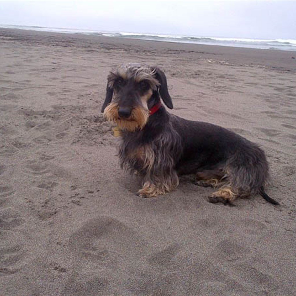 Dachshund puppy
