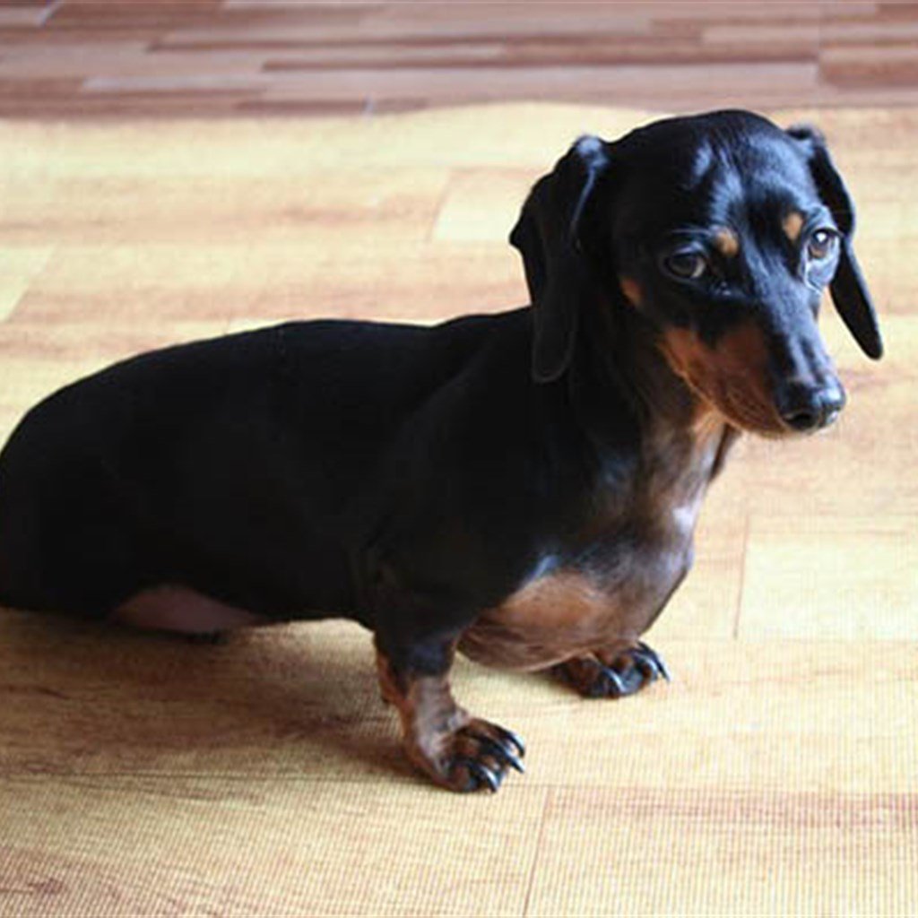 Dachshund puppy