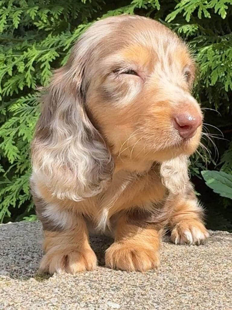 Luca the Cream and tan dapple Dachshund puppy