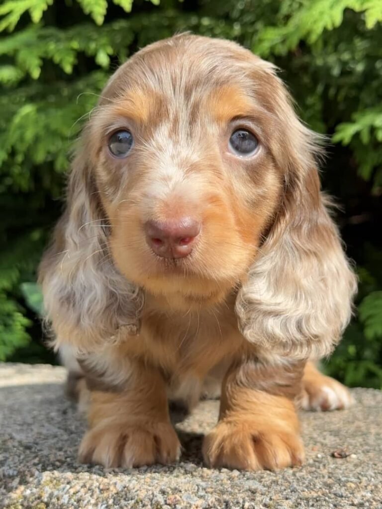 Luca the Cream and tan dapple Dachshund puppy