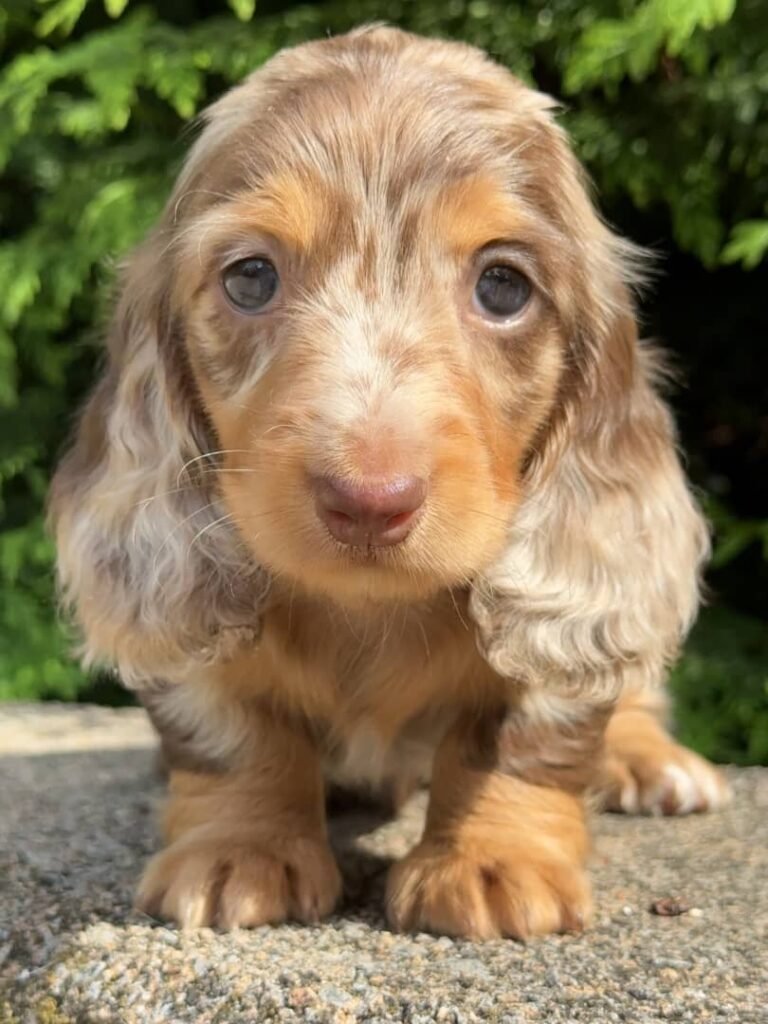 Luca the Cream and tan dapple Dachshund puppy