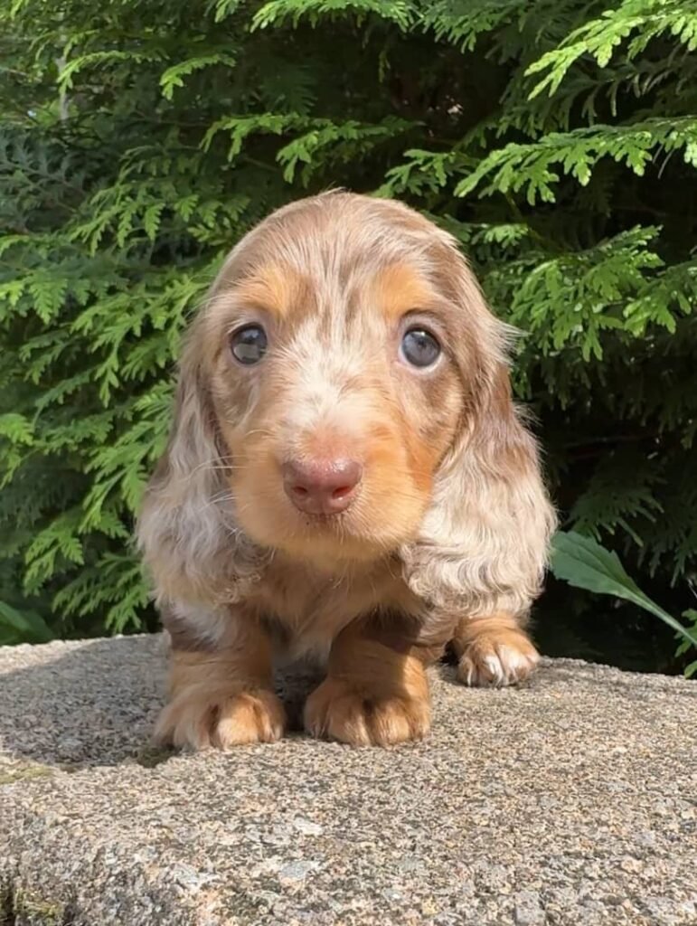 Luca the Cream and tan dapple Dachshund puppy