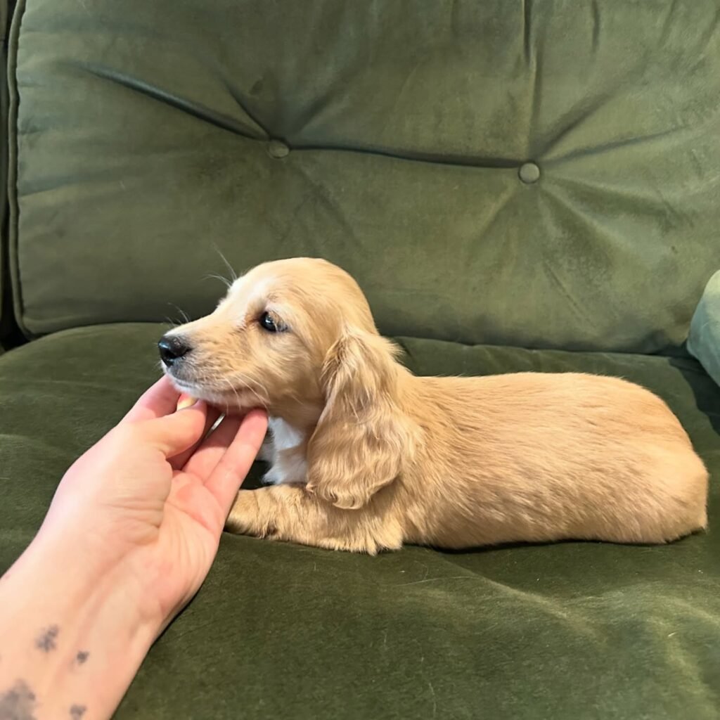 Lacy Dachshund puppy