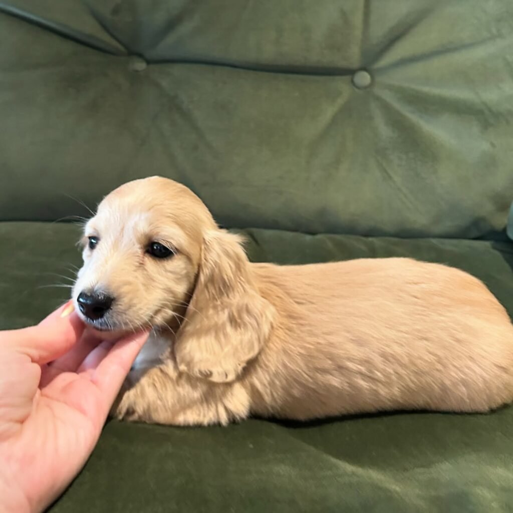 Lacy the Chocolate and tan Dachshund puppy
