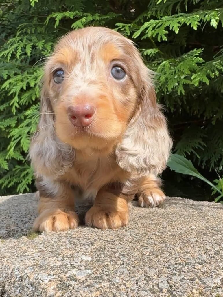 Luca the Cream and tan dapple Dachshund puppy