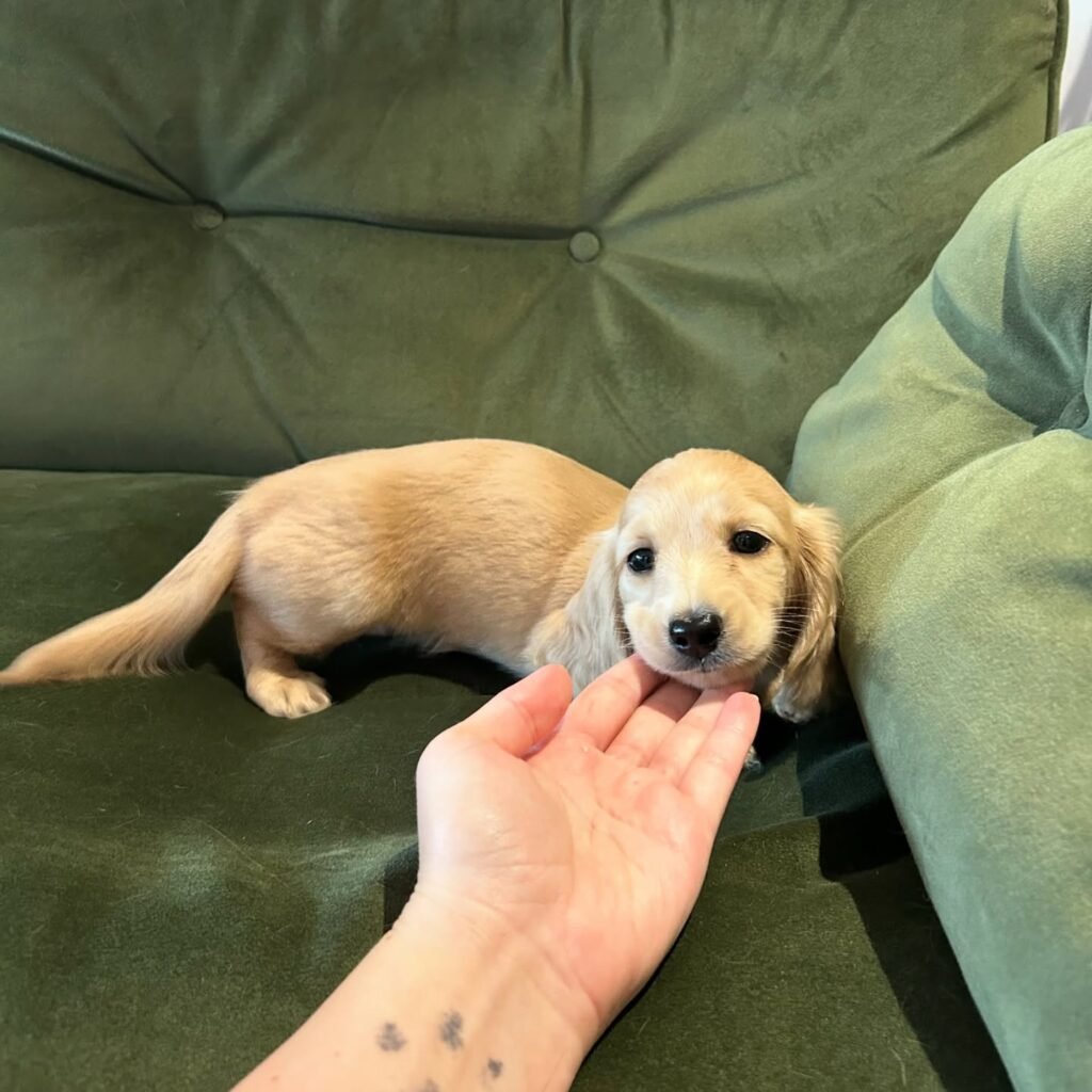 Lacy the Chocolate and tan Dachshund puppy