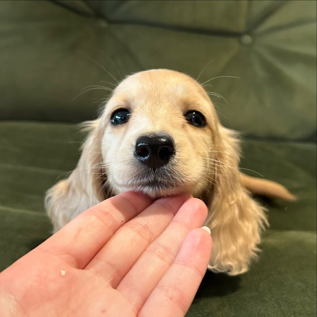 Lacy the Chocolate and tan Dachshund puppy