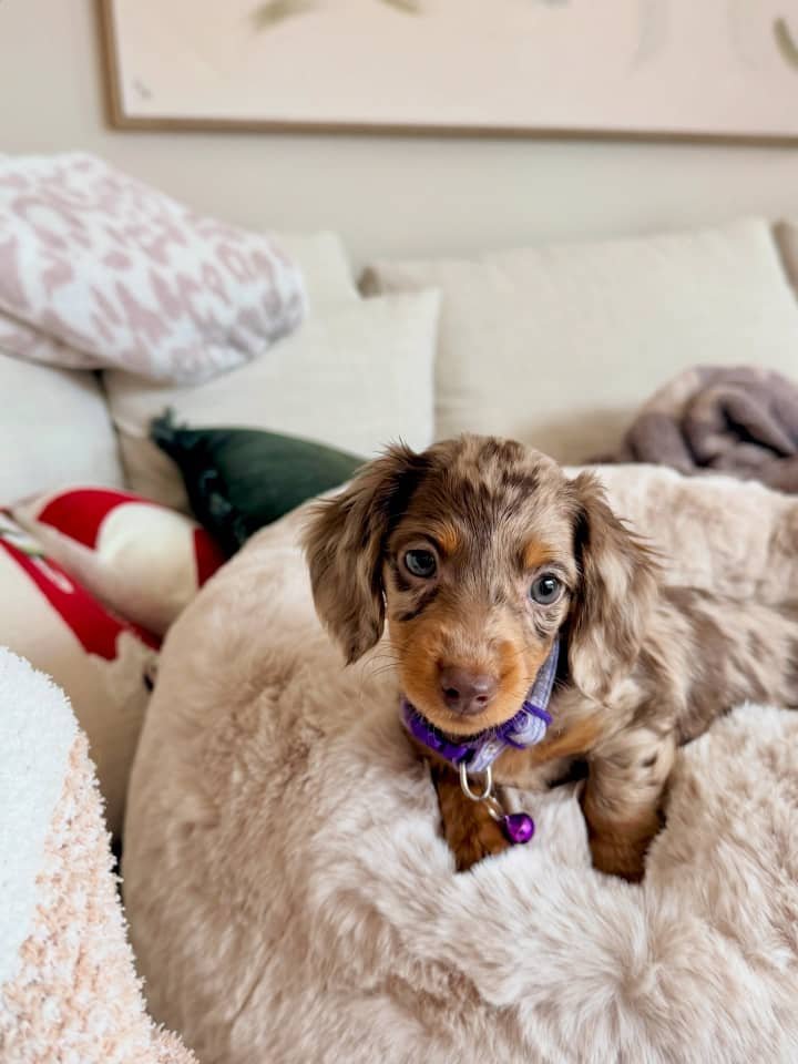 Kate the Black and tan Dachshund puppy