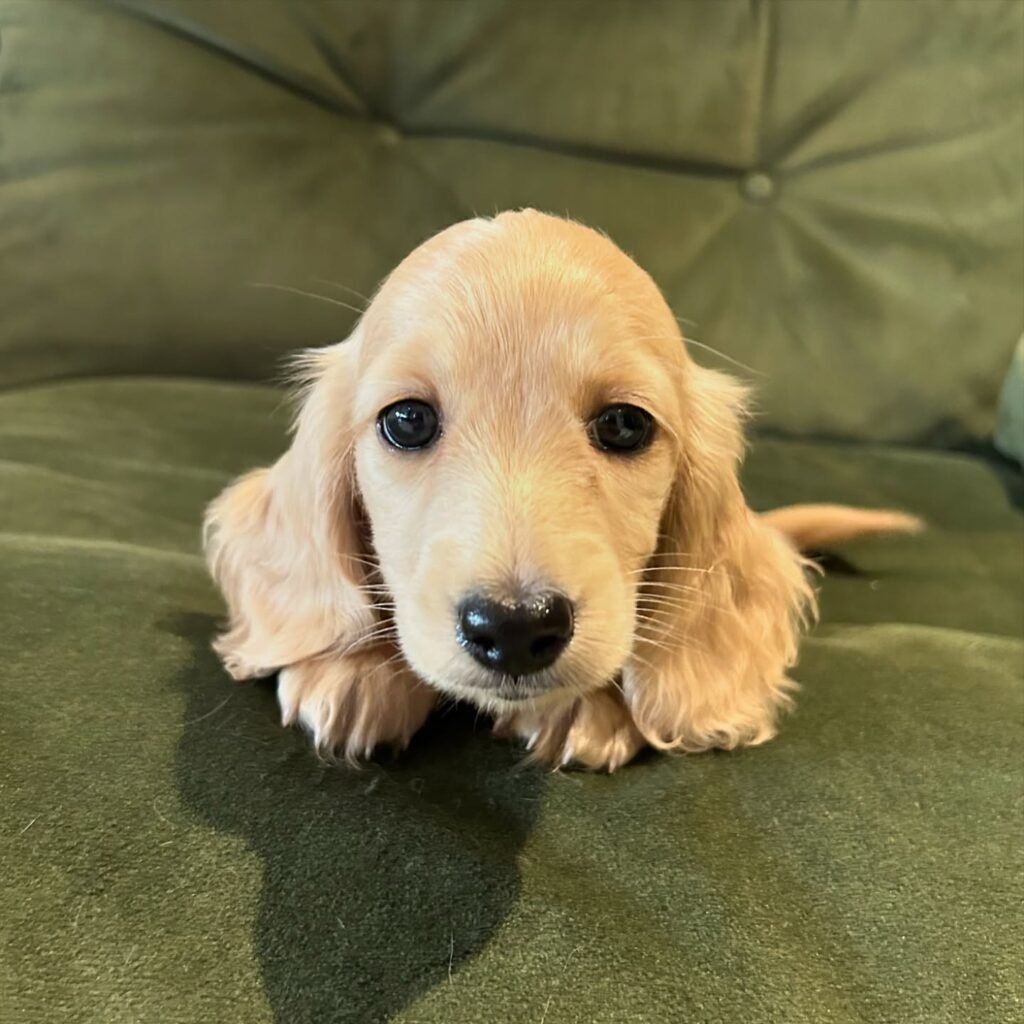 Lacy the Chocolate and tan Dachshund puppy