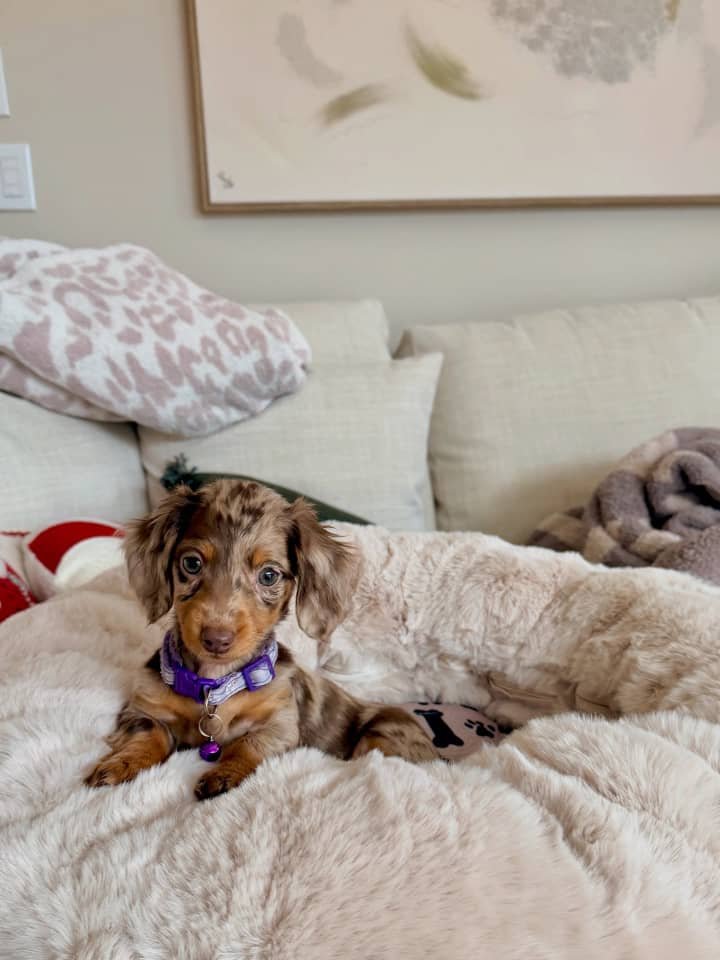 Kate the Black and tan Dachshund puppy