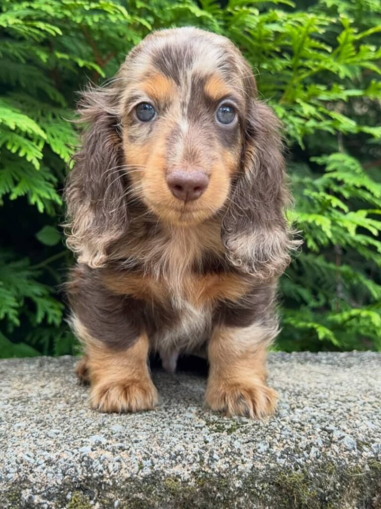 Liam the Cream dapple Dachshund puppy