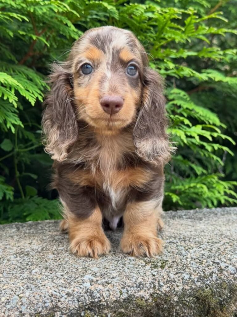Liam the Cream dapple Dachshund puppy