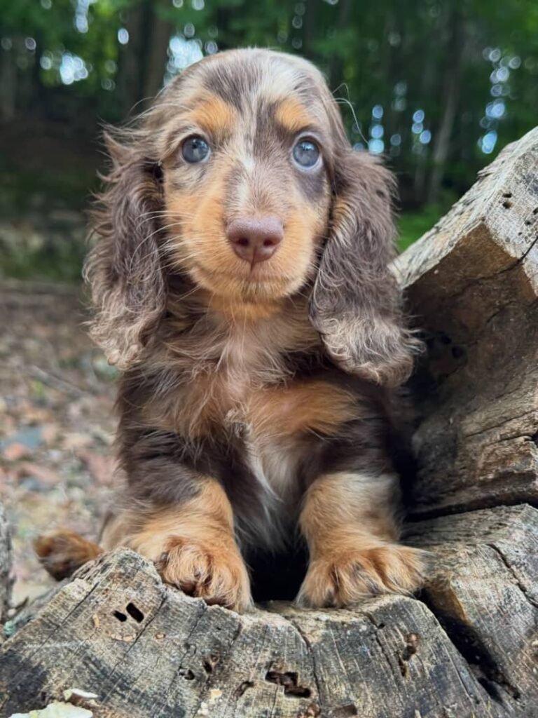 Liam the Cream dapple Dachshund puppy