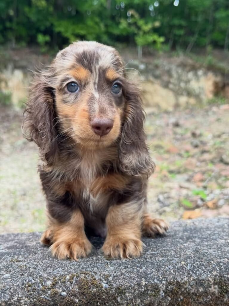 Liam the Cream dapple Dachshund puppy