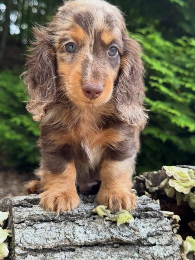 Liam the Cream dapple Dachshund puppy