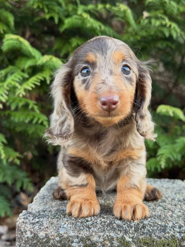 Juan the Chocolate and tan dapple Dachshund puppy