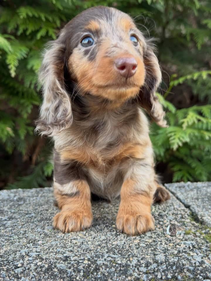 Juan the Chocolate and tan dapple Dachshund puppy
