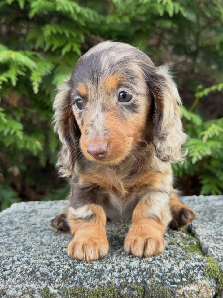 Juan the Chocolate and tan dapple Dachshund puppy