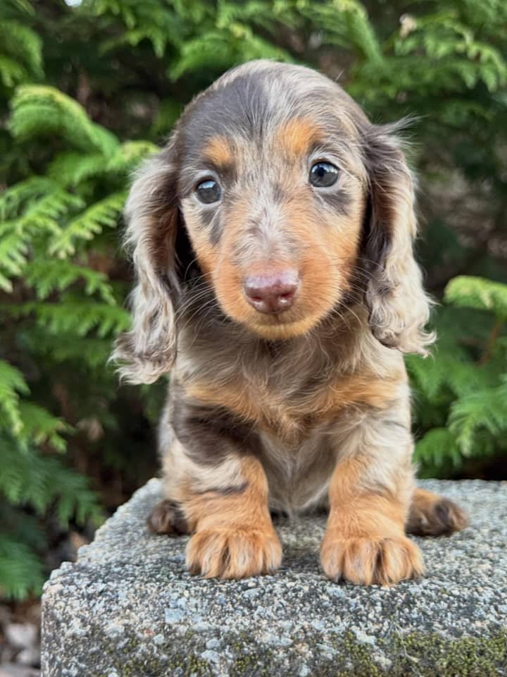 Juan the Chocolate and tan dapple Dachshund puppy
