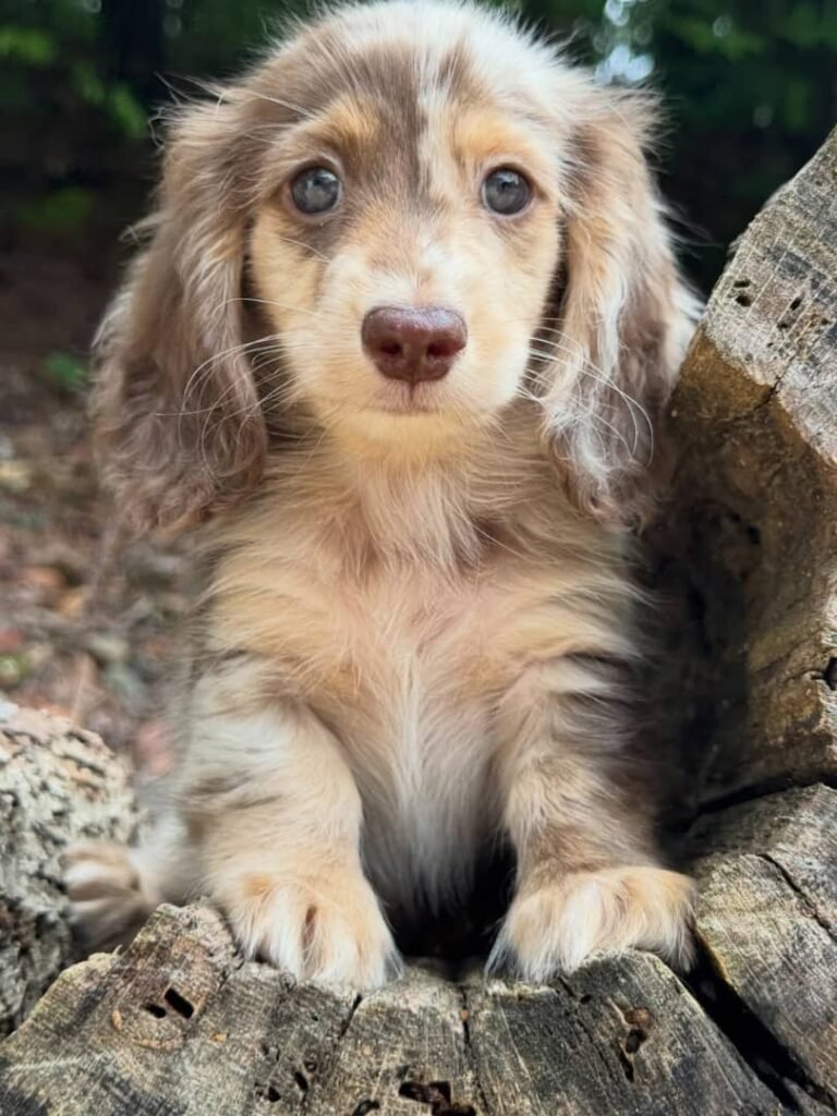 Tim the Cream and chocolate dapple Dachshund puppy