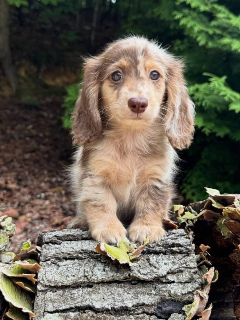 Tim the Cream and chocolate dapple Dachshund puppy