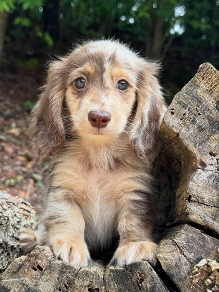 Tim the Cream and chocolate dapple Dachshund puppy