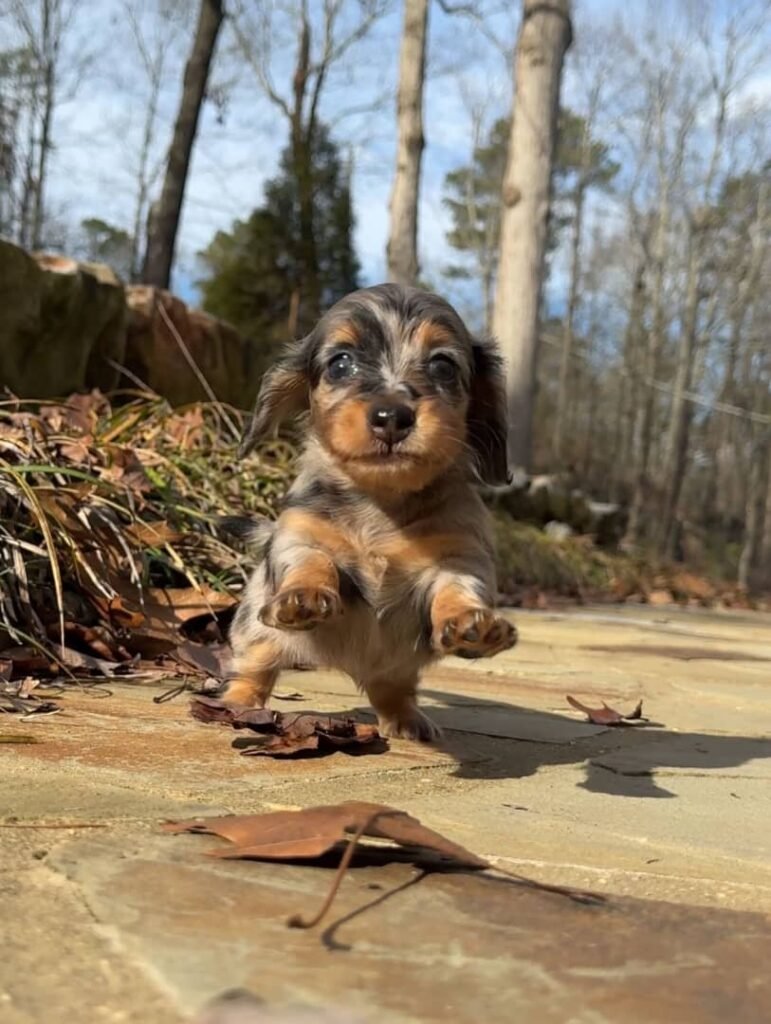 Jina the Black and tan dapple Dachshund puppy