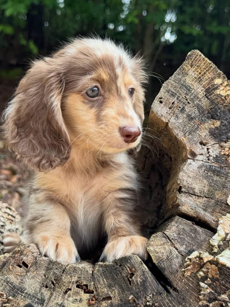 Tim the Cream and chocolate dapple Dachshund puppy