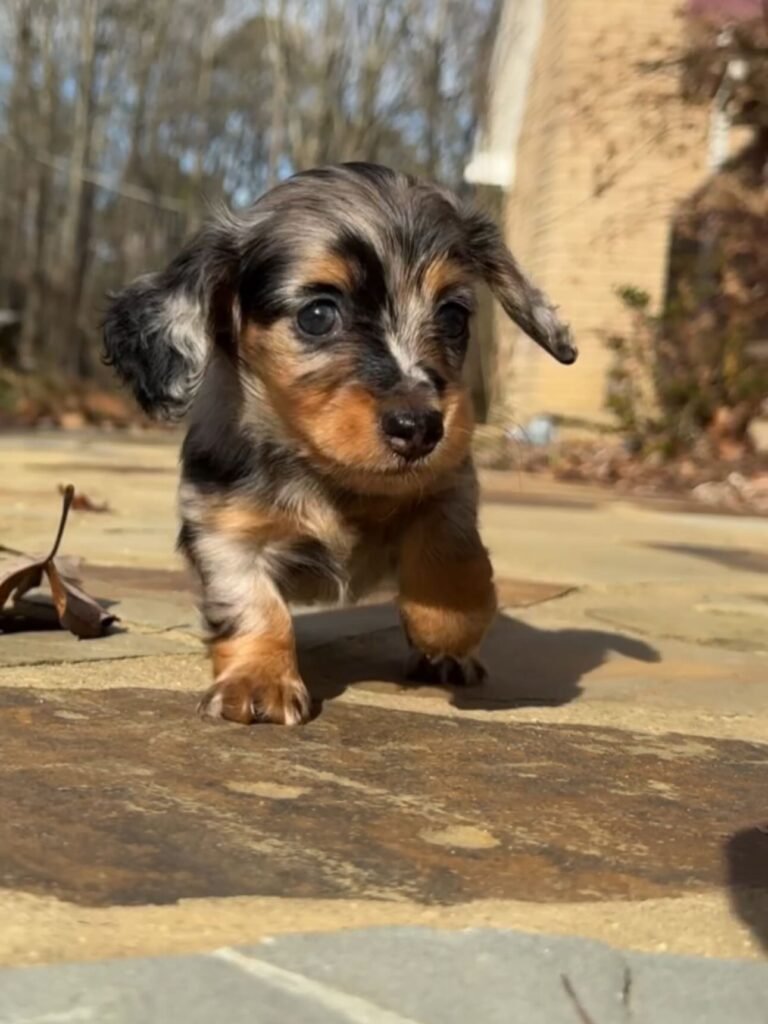 Jina the Black and tan dapple Dachshund puppy