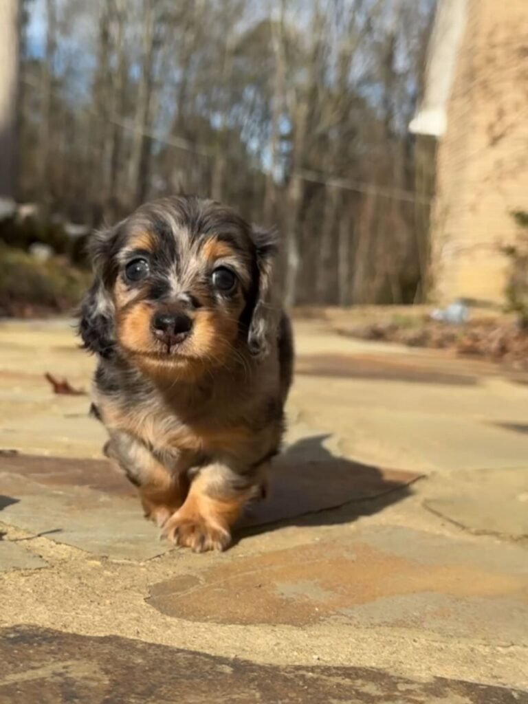 Jina the Black and tan dapple Dachshund puppy