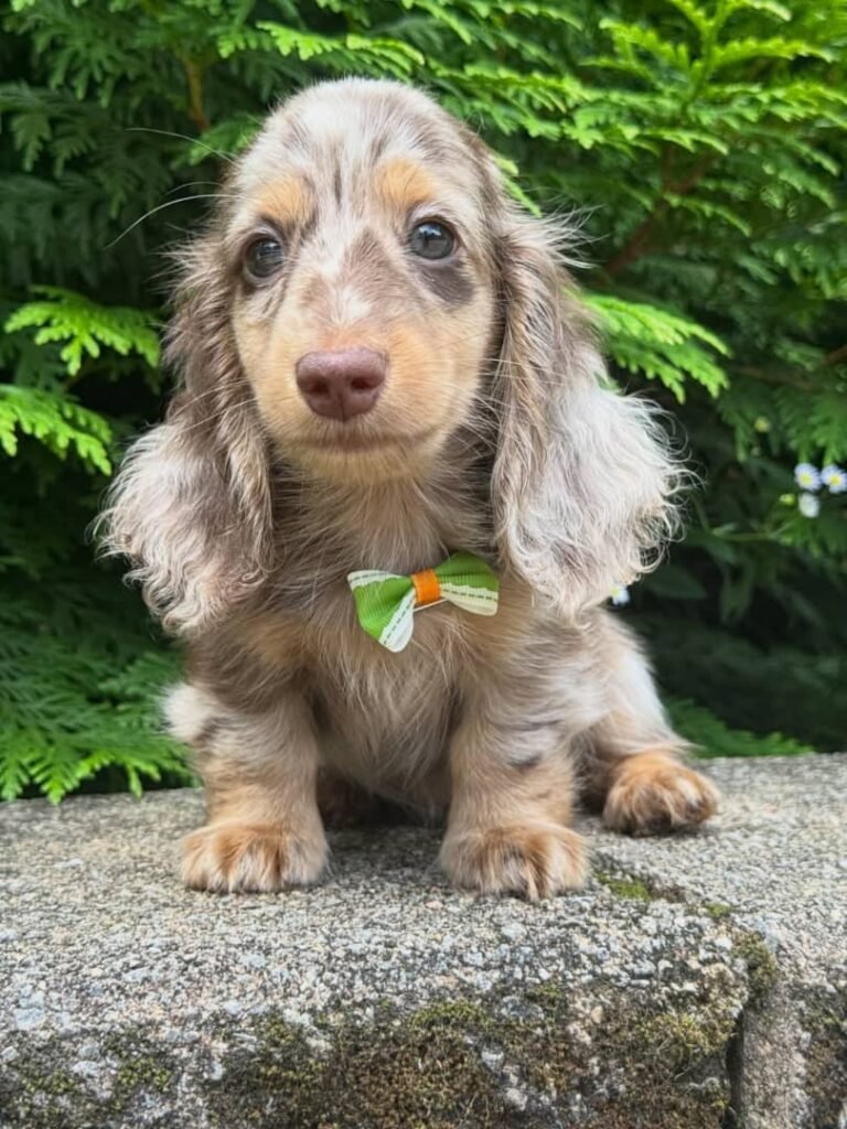 Rio the Cream and chocolate dapple Dachshund puppy