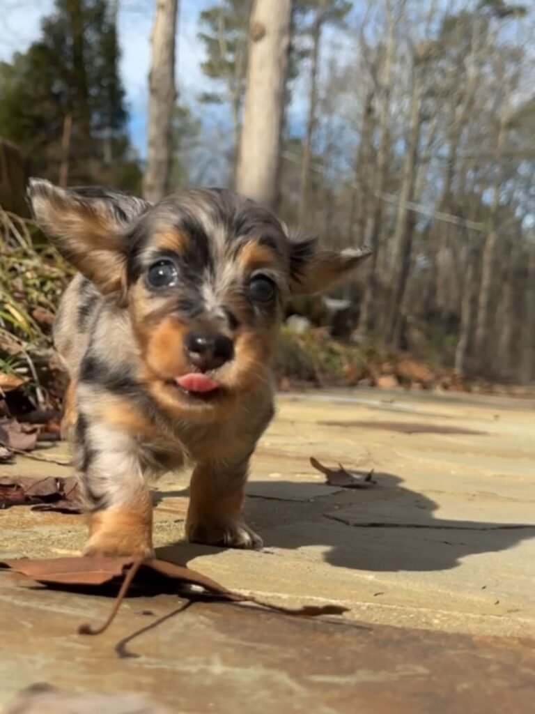 Jina the Black and tan dapple Dachshund puppy