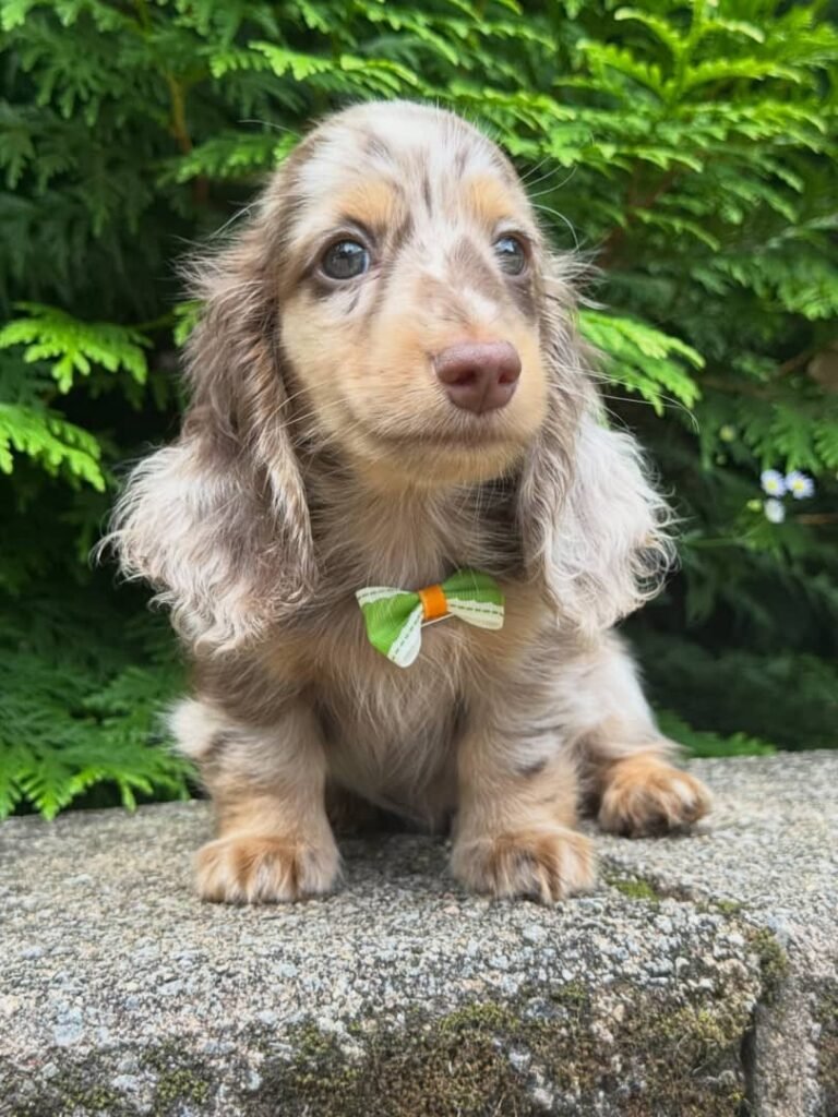 Rio the Cream and chocolate dapple Dachshund puppy