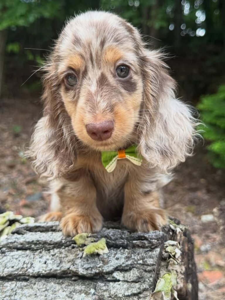 Rio the Cream and chocolate dapple Dachshund puppy