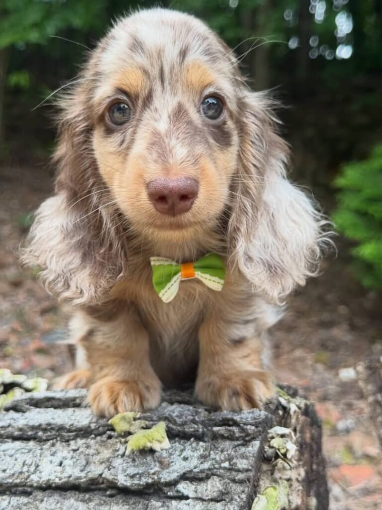 Rio the Cream and chocolate dapple Dachshund puppy