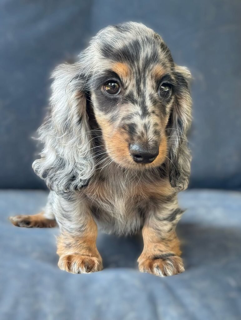 Wil the Silver dapple and tan Dachshund puppy