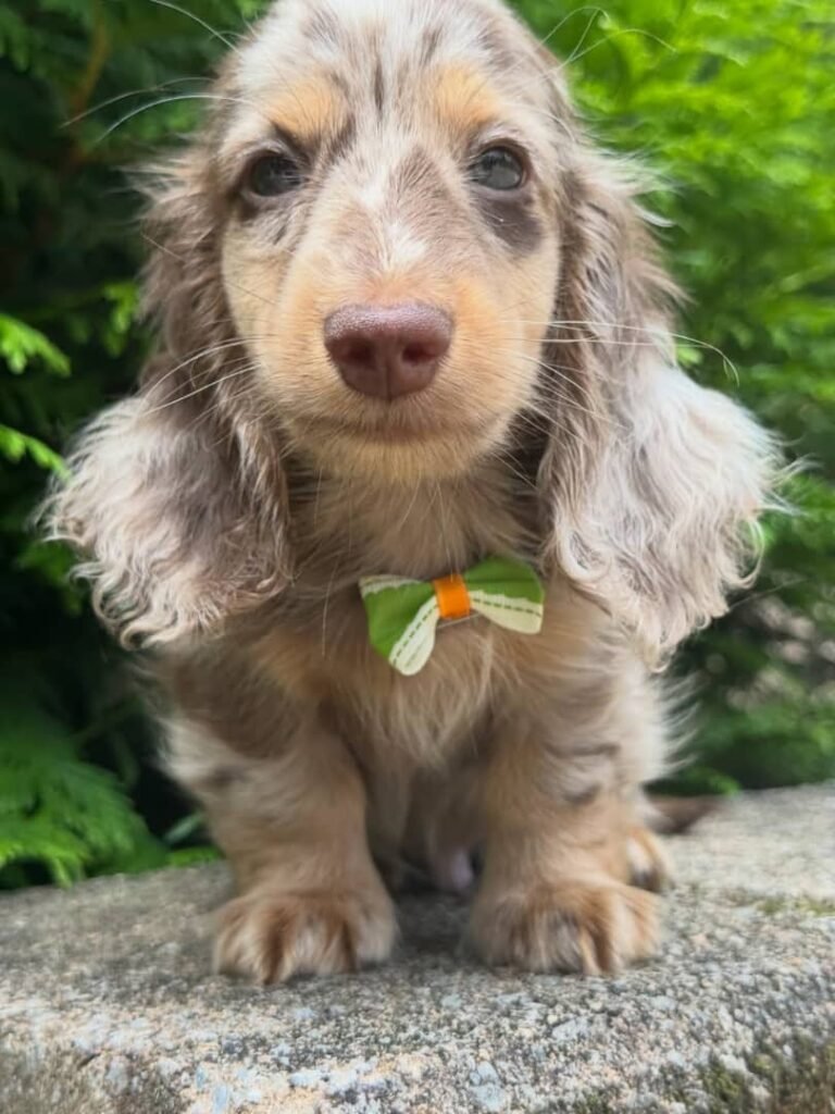 Rio the Cream and chocolate dapple Dachshund puppy