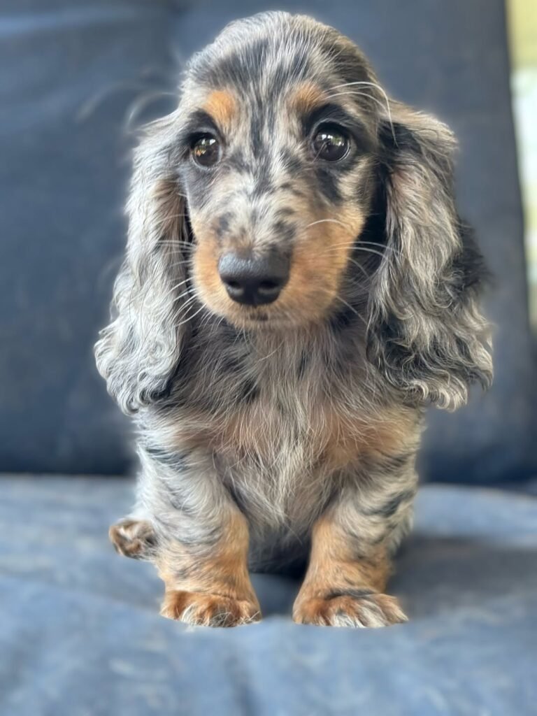 Wil the Silver dapple and tan Dachshund puppy