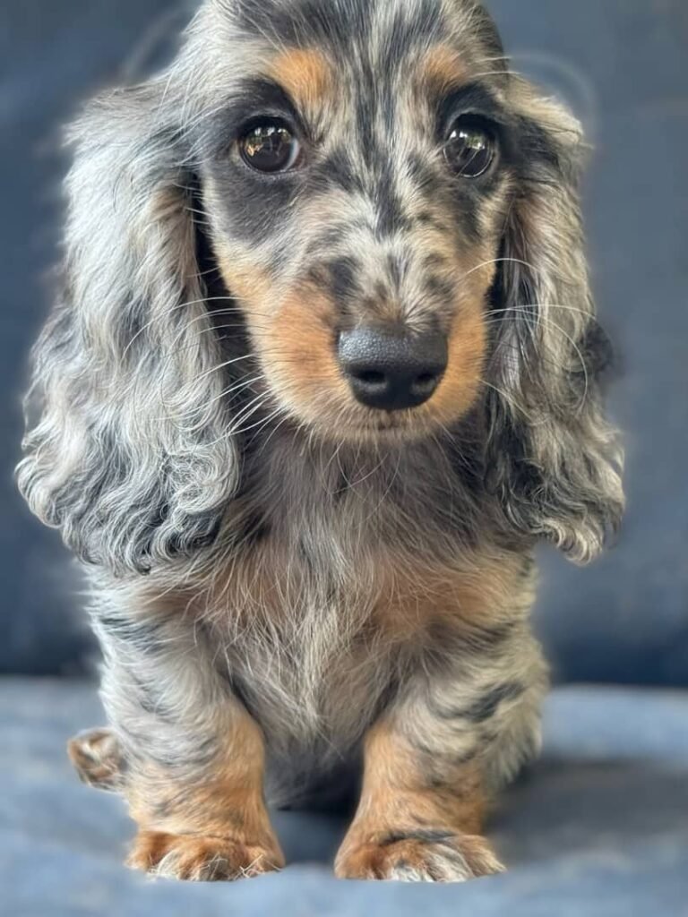 Wil the Silver dapple and tan Dachshund puppy