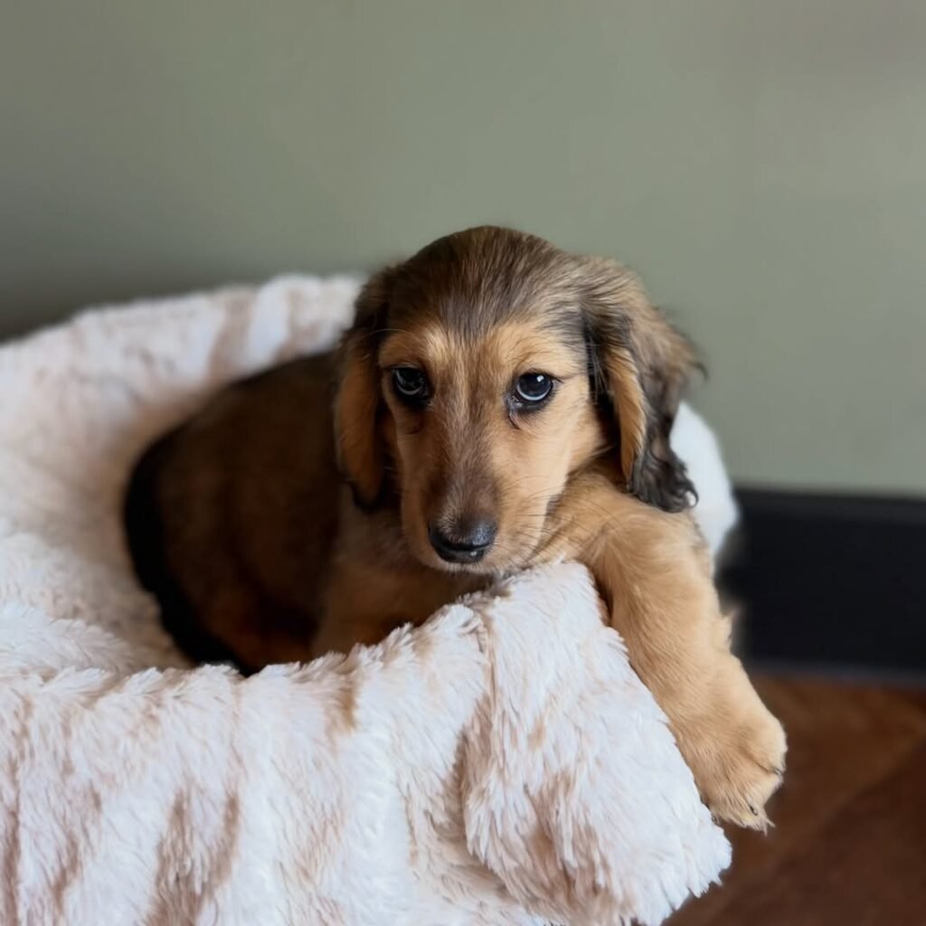Milo the Shaded cream and brown Dachshund puppy