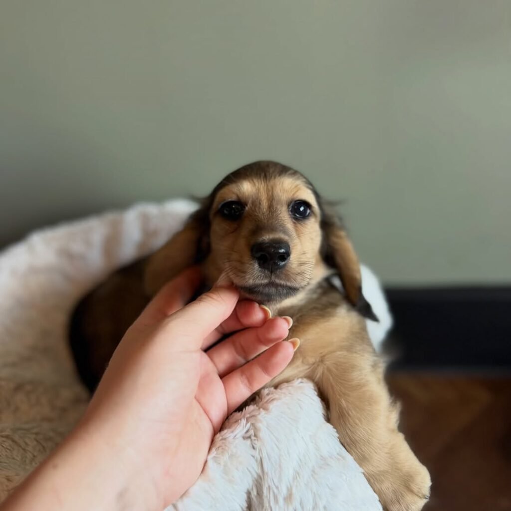 Milo the Shaded cream and brown Dachshund puppy