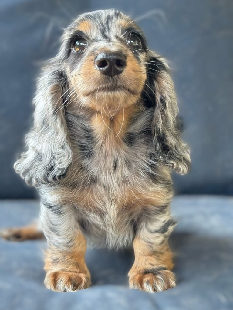 Wil the Silver dapple and tan Dachshund puppy