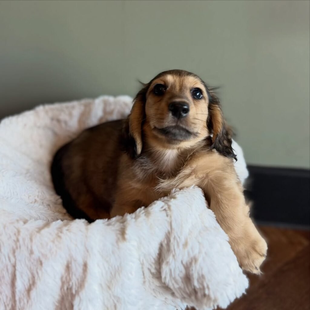 Milo the Shaded cream and brown Dachshund puppy