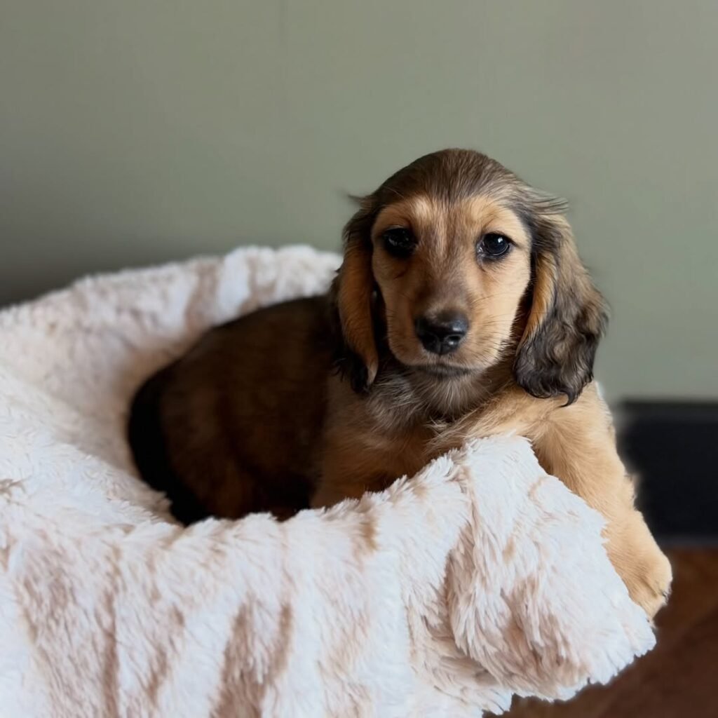 Milo the Shaded cream and brown Dachshund puppy