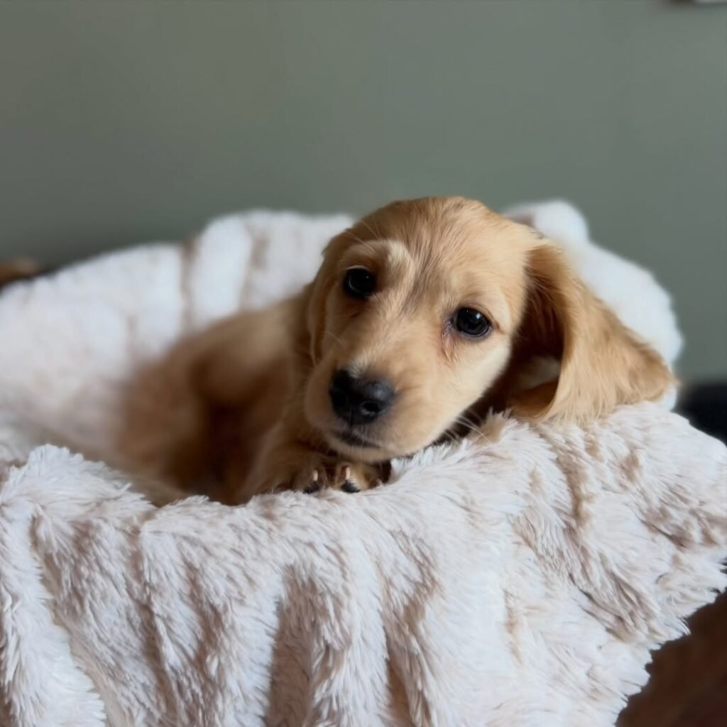 Lisa the Cream Dachshund puppy