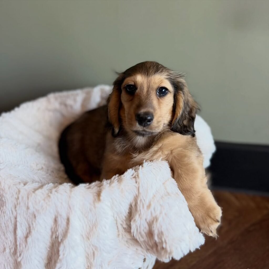 Milo the Shaded cream and brown Dachshund puppy