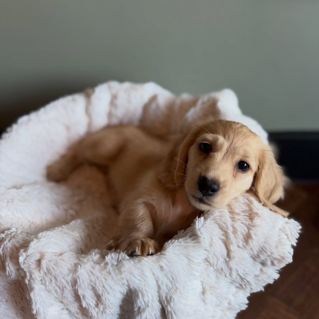 Lisa the Cream Dachshund puppy